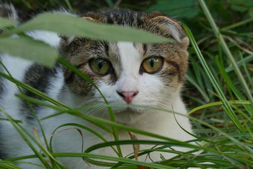 用喵星人视角说街猫故事《我是一只猫》猫村猴硐亲切入镜 人猫共存不是梦 《我是一只猫》5月4日在台上映